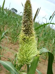 
          Mildiou duveteux à Graminicola (Sclerospora graminicola)