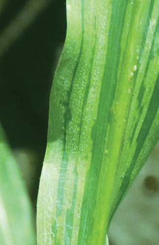 
          Mildiou duveteux de Java (Peronosclerospora maydis)