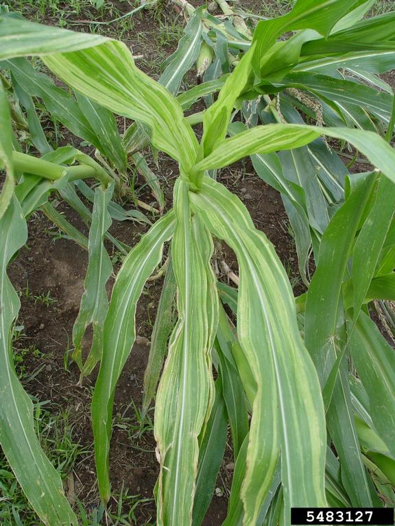 
          Mildiou duveteux des Philippines (Peronosclerospora philippinensis)