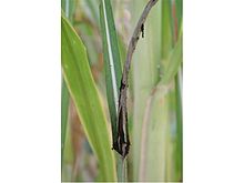 
          Mildiou duveteux de la canne à sucre (Peronosclerospora sacchari)