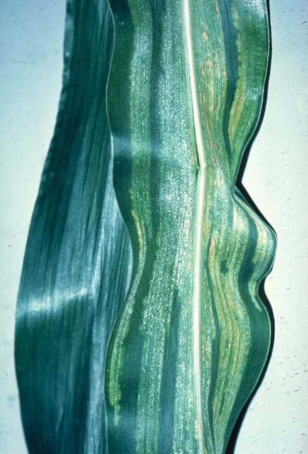 
          Mildiou duveteux de la canne à sucre (Peronosclerospora sacchari)