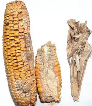 
          Nigrospora oryzae (Pourriture de l'épi et de la rafle)