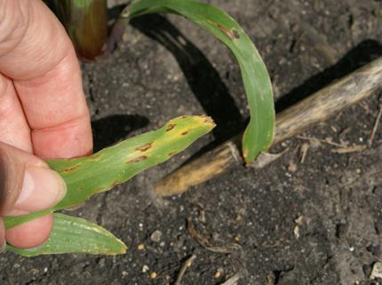
          Pourriture des racines du maïs (Exserohilum pedicellatum)