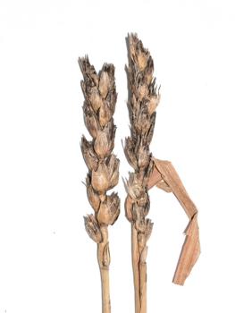 
          Pourriture à Cladosporium (Cladosporium herbarum)
