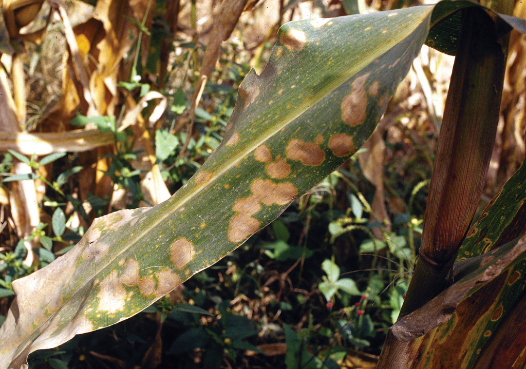 
          Taches foliaires à Hyalothyridium (Hyalothyridium maydis)