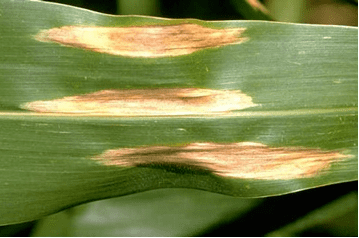 
          Helminthosporiose du maïs (Setosphaeria turcica)