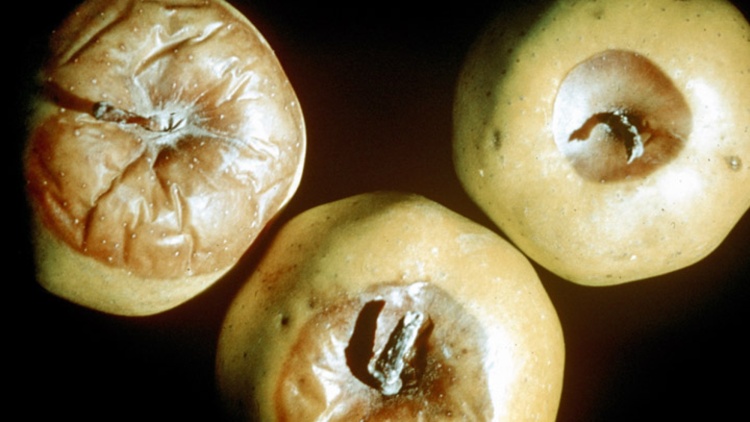 
          Pourritures à Penicillium 