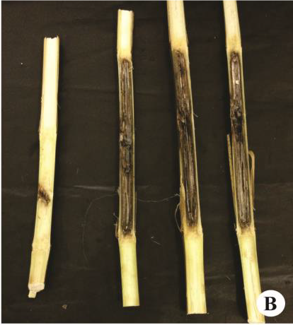 
          Pourriture de la tige et des racines à Phaeocytostroma (Phaeocytostroma ambiguum)