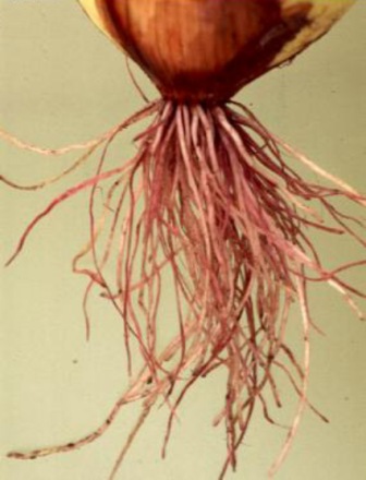 
          Pourriture rose des racines (Pyrenochaeta terrestris)