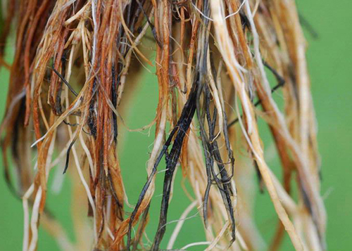 
          Pourriture des racines (Pythium spp.)