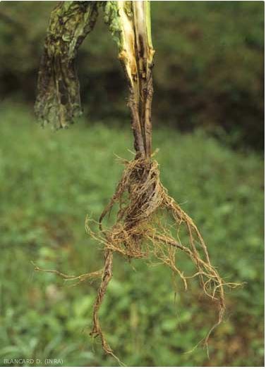 
          Pourriture des racines (Pythium spp.)