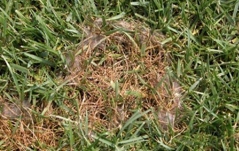 
          Pythium graminicola (brûlure des semis d'herbes)