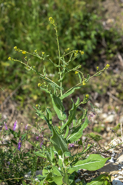 
          Myagre perfolié