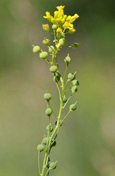 
          Neslie à panicule (Neslia paniculata)