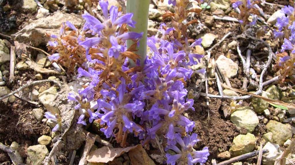 
          Orobanche du colza