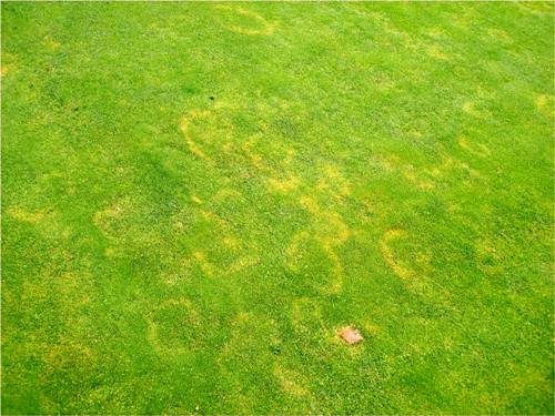 
          Rhizoctonia zeae (Pourriture à Rhizoctonia)