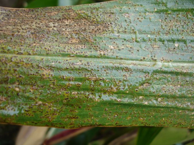 
          Rouille commune du maïs (Puccinia sorghi)