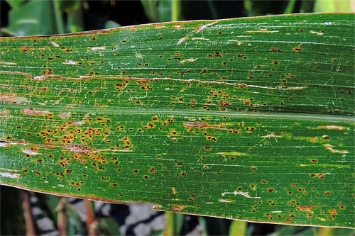 
          Rouille commune du maïs (Puccinia sorghi)