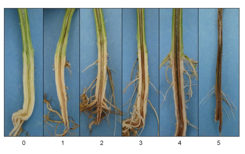 
          Jaunisse fusarienne (Fusarium oxysporum)