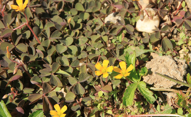 
          Oxalis corniculé (Oxalis corniculata)
