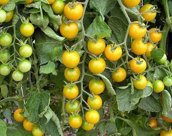 
          Fusariose vasculaire de la tomate (Fusarium oxysporum f. sp. lycopersici)