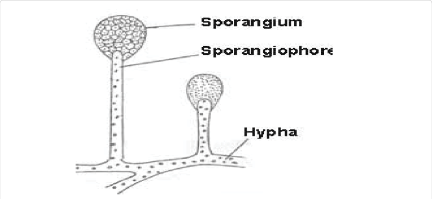 
          Champignon Mucor (Mucor sp.)