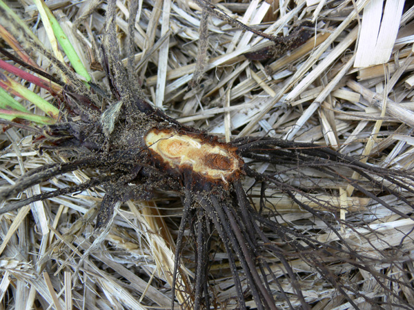 
          Phytophthora cactorum (pourriture des racines et du collet des plantes)