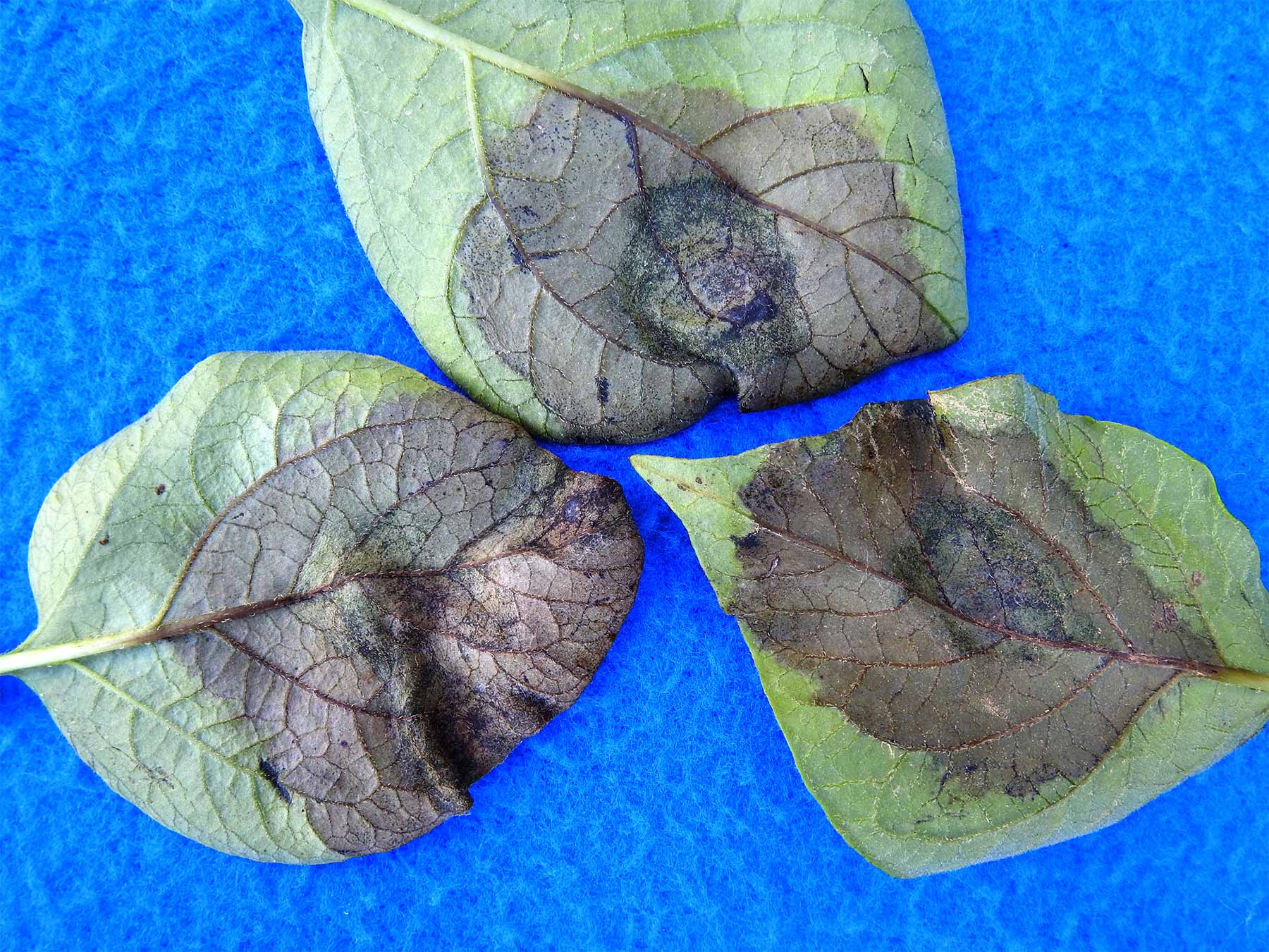 
          Maladie du pied noir sur le Tabac (Phytophthora nicotianae)