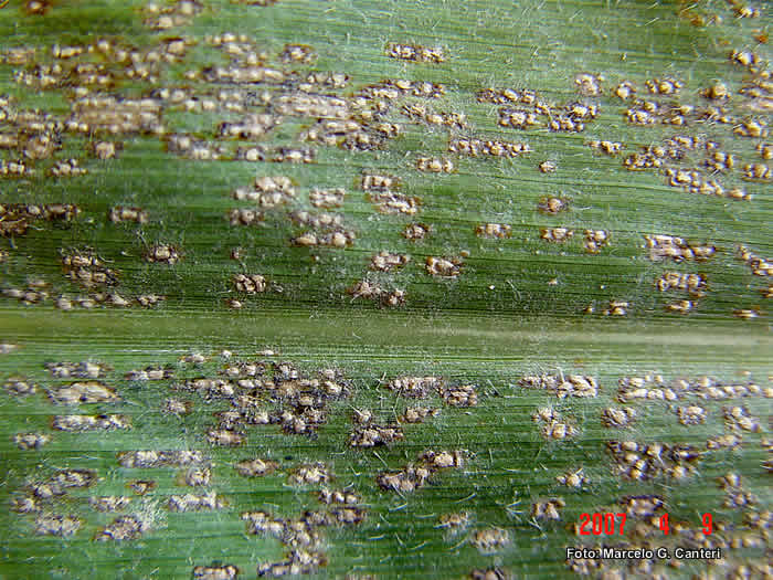 
          Rouille tropicale du maïs (Physopella zeae)