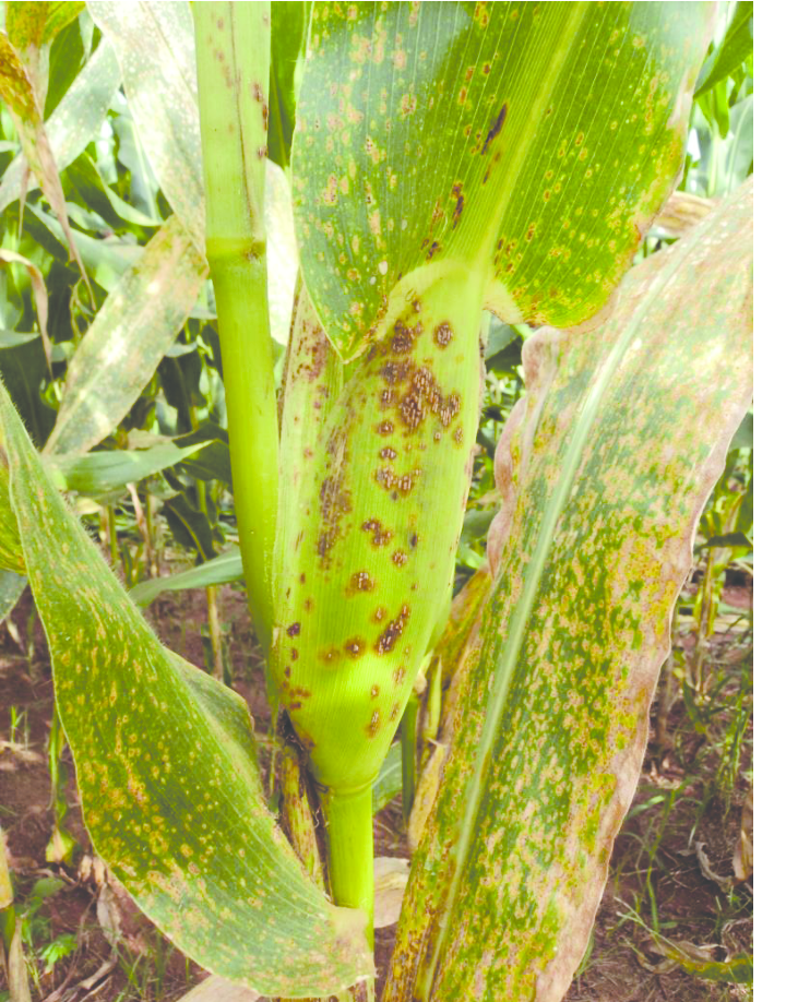 
          La rouille américaine du maïs (Puccinia polysora)