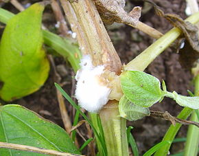 
          Pourriture à Sclerotium (Athelia rolfsii)