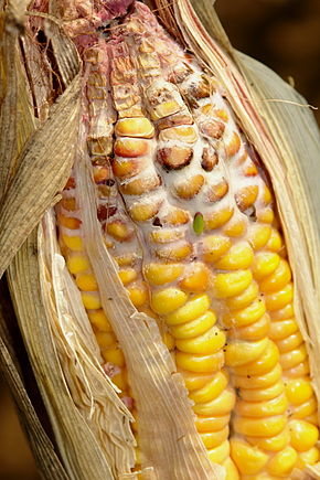 
          Pourriture du gibberella (Gibberella zeae)