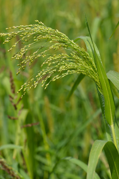 
          Panic faux millet