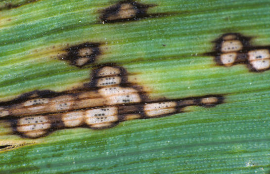 
          Taches foliaires à Selenophoma (Selenophoma sp.)