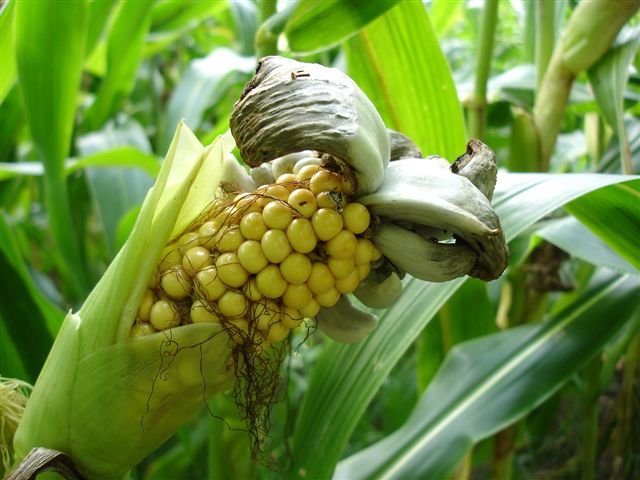 
          Charbon du maïs (Ustilago maydis)