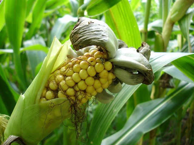 
          Charbon du maïs (Ustilago maydis) 
