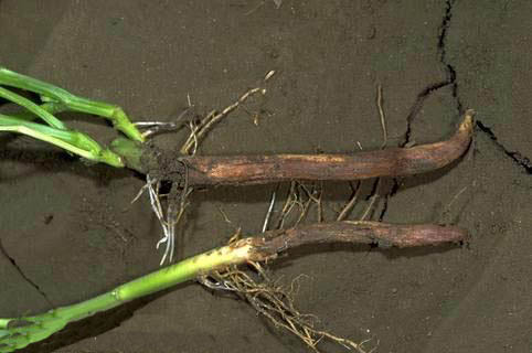 
          Champignon Fusarium solani 