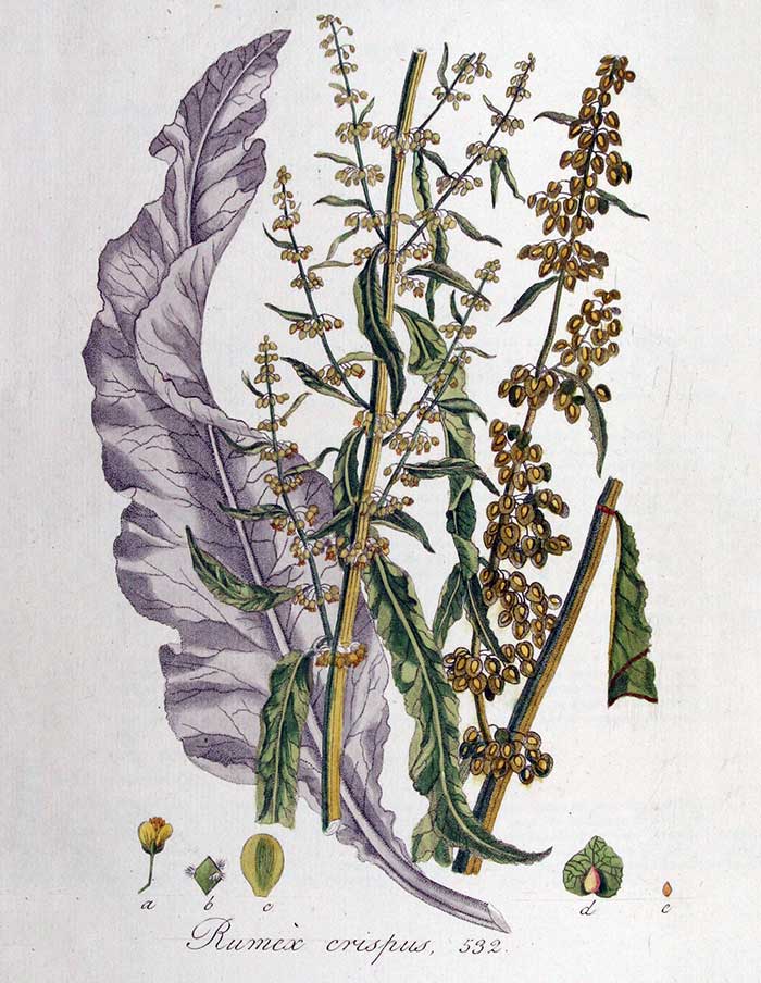 
          Patience crépue (Rumex crispus)