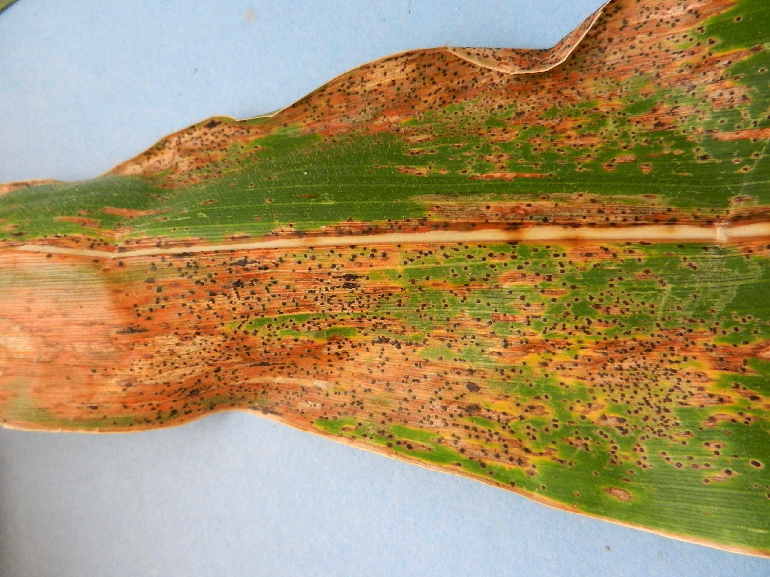 
          Phyllachora maydis (Taches goudronneuses de maïs) 
