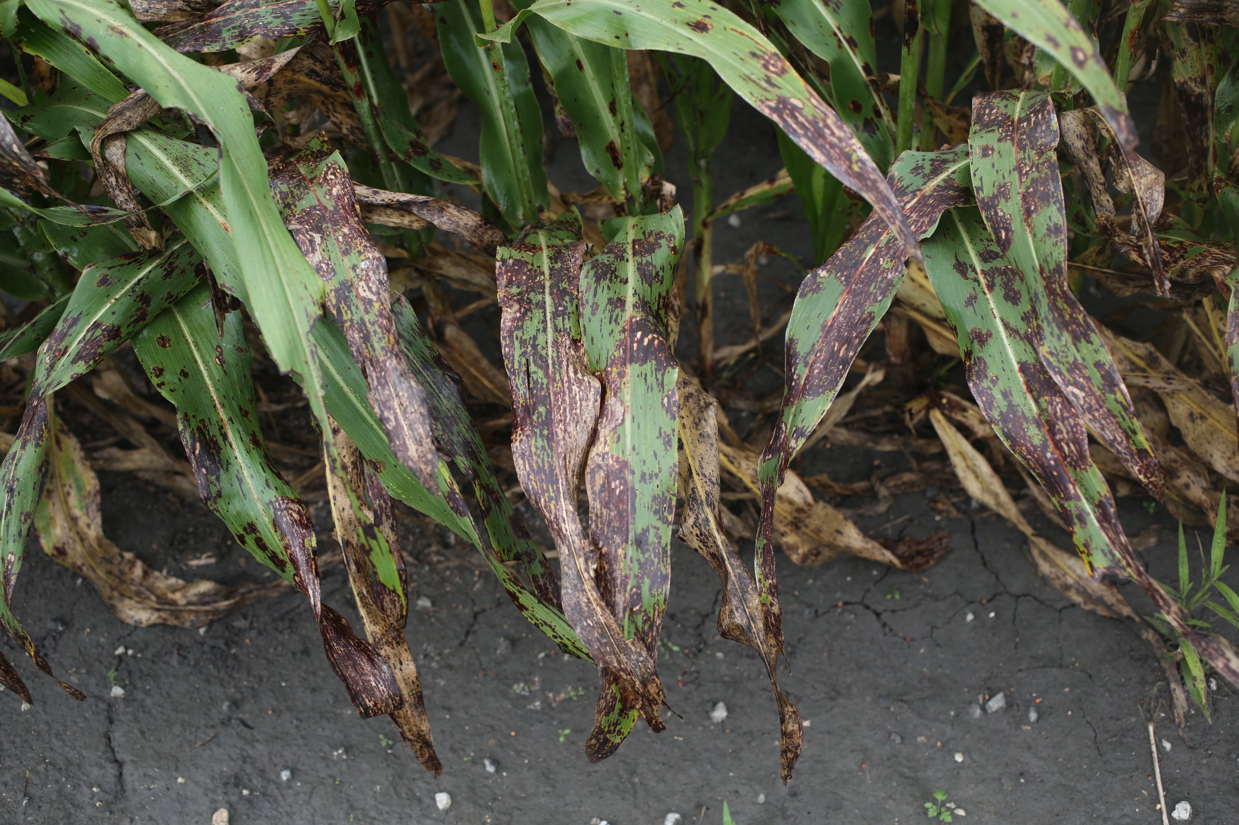 
          Taches foliaires zonées (Gloeocercospora sorghi)