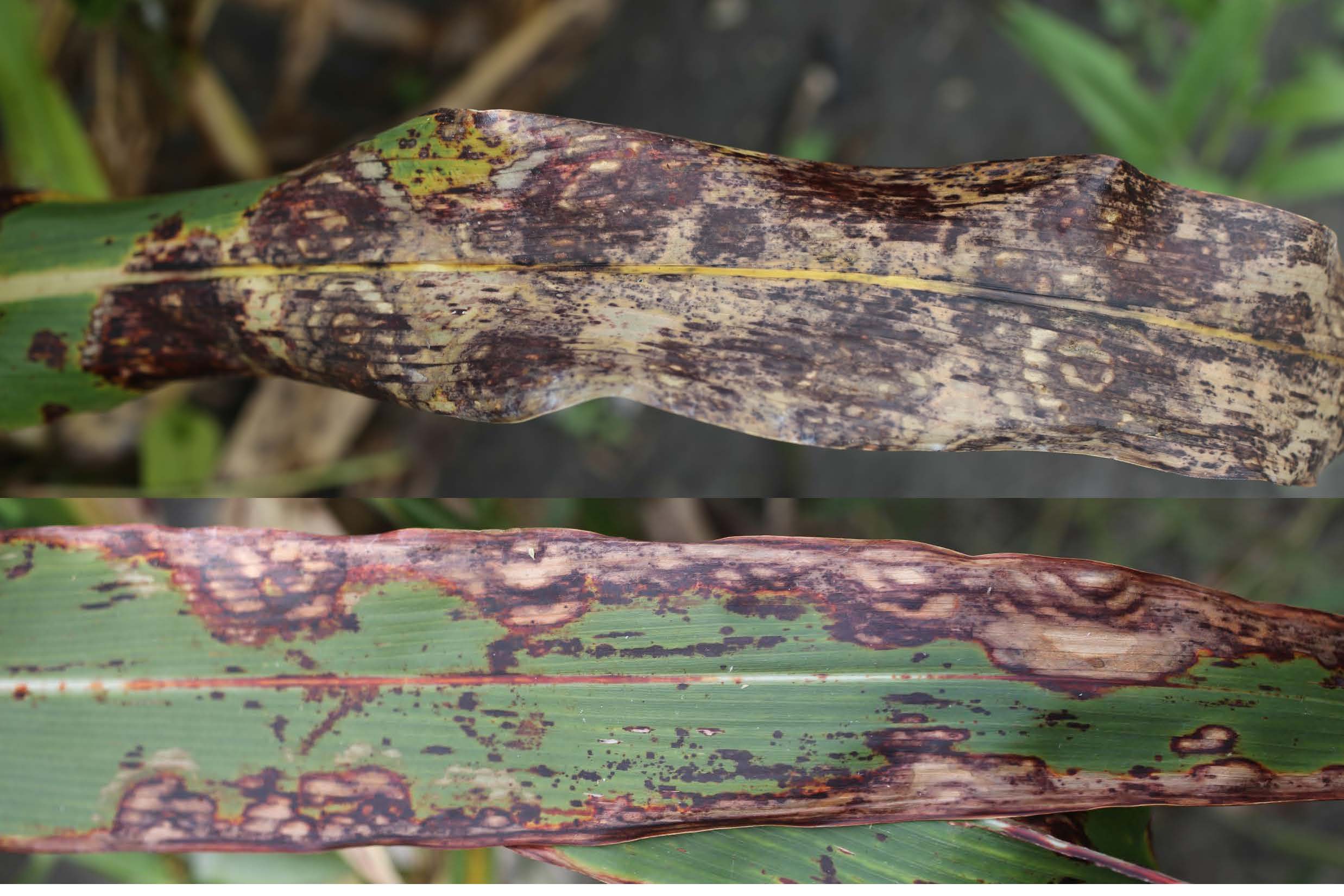 
          Taches foliaires zonées (Gloeocercospora sorghi)