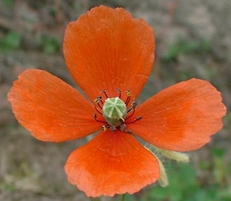 
          Pavot argémone (Papaver argemone)