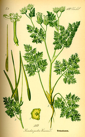 
          Peigne de Vénus (Scandix pecten-veneris)