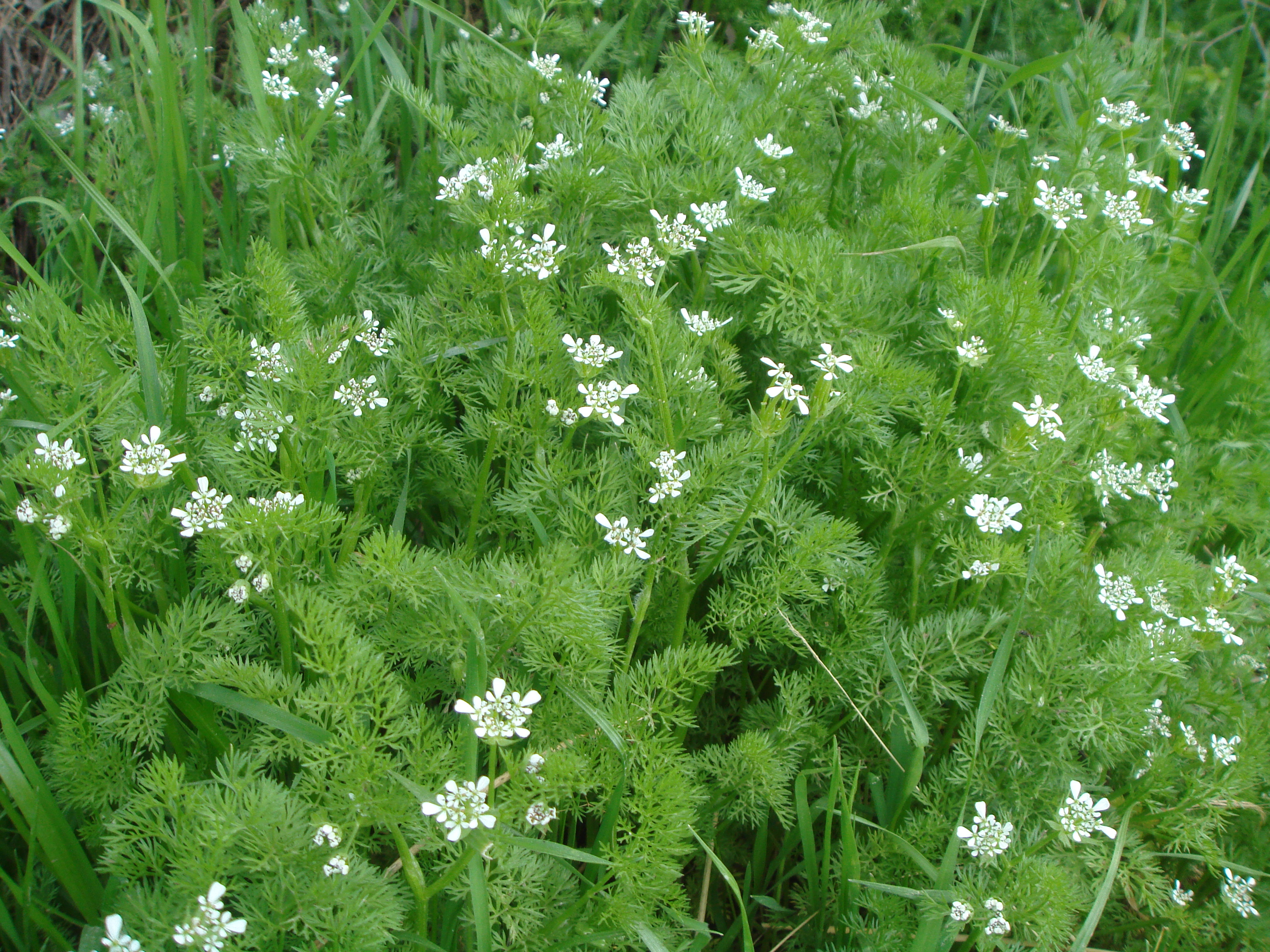 
           Peigne de Vénus (Scandix pecten-veneris)