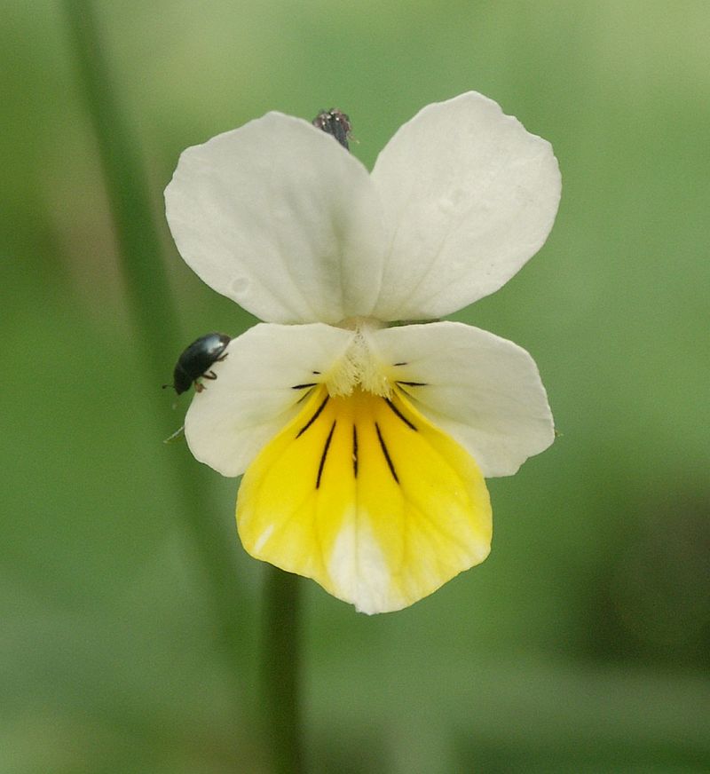 
          Pensée des champs (Viola arvensis)