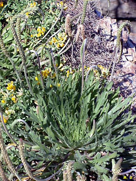 
          Plantain corne de cerf (Plantago coronopus) 
