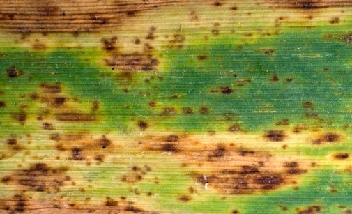 
          Ramulariose de l'orge (Ramularia collo-cygni)