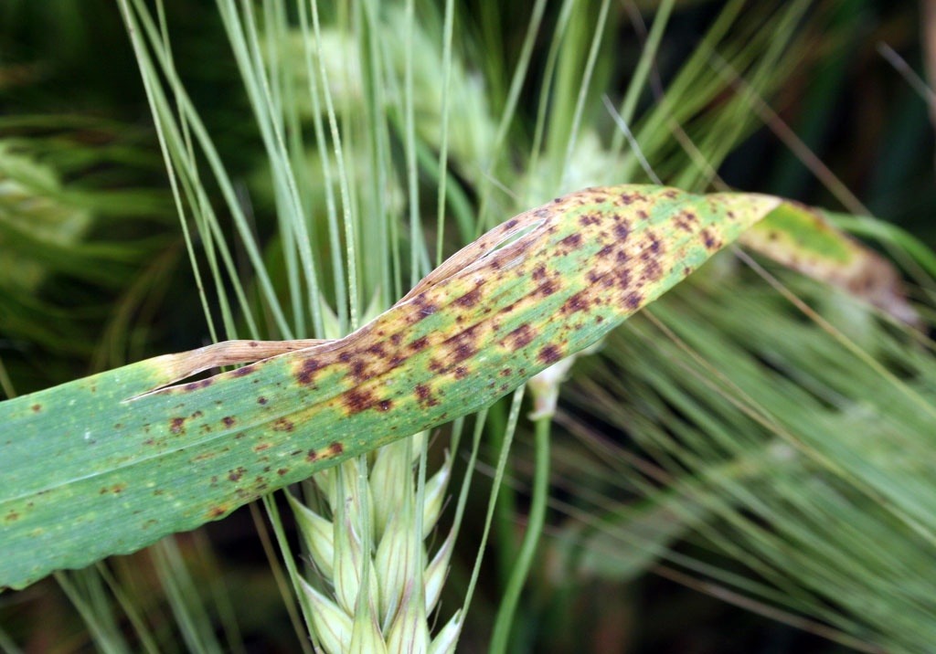 
          Ramulariose de l'orge (Ramularia collo-cygni)
