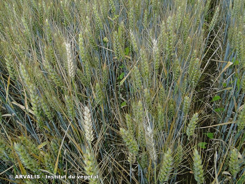 
           Rhizoctone ocellé (Rhizoctonia cerealis)
