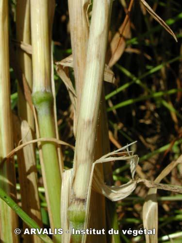 
           Rhizoctone ocellé (Rhizoctonia cerealis)